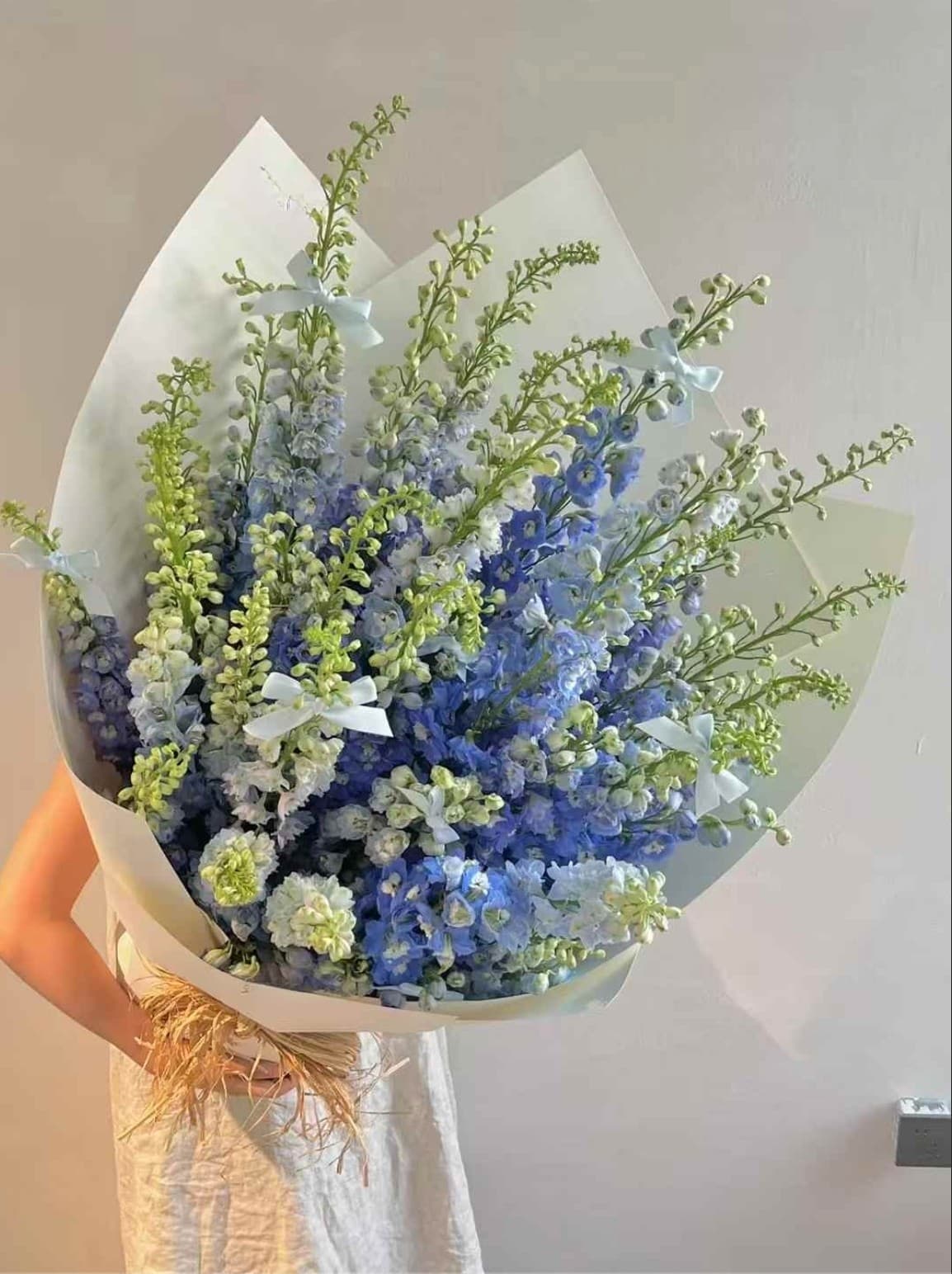 Delphinium Bush